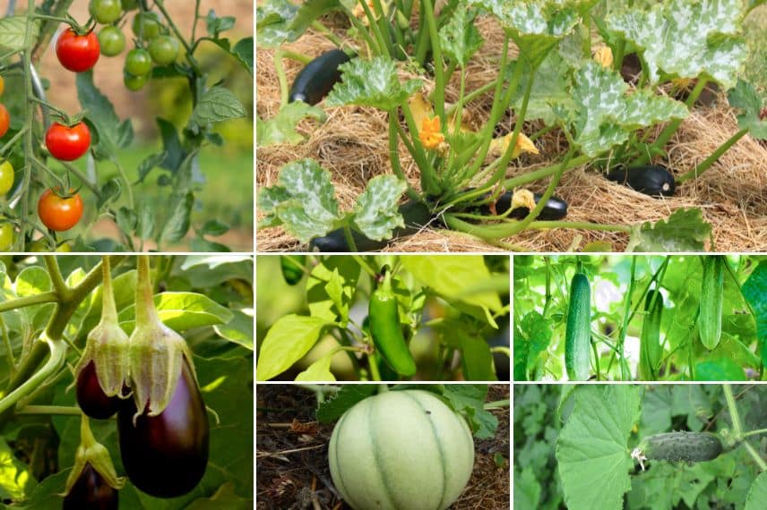 légumes cultivés au printemps