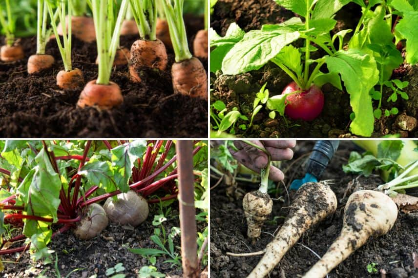 légumes cultivés au printemps