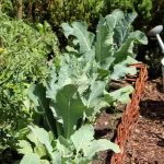 Les légumes à cultiver en été
