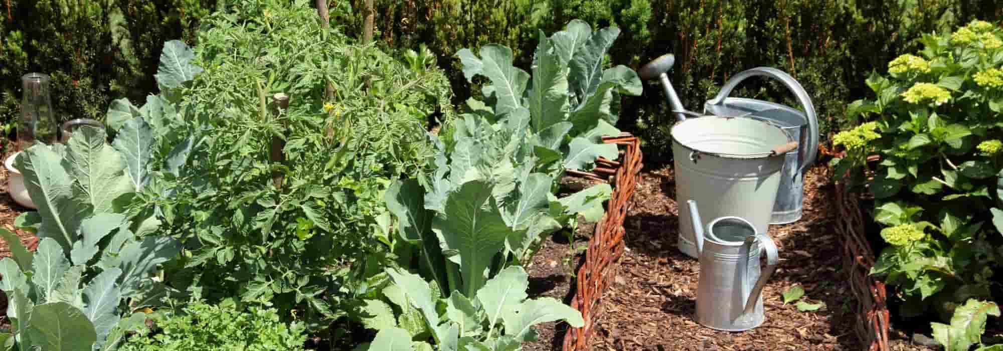 Les légumes à cultiver en été