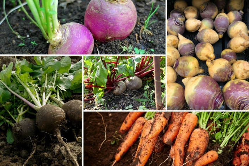 légumes cultivés été 