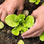 Tous les légumes à cultiver au printemps au potager