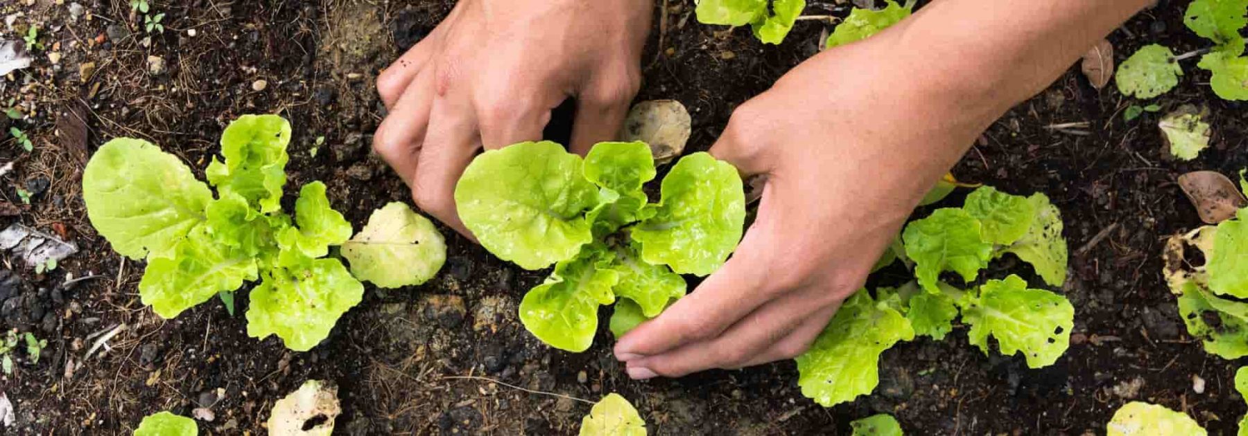 Tous les légumes à cultiver au printemps au potager