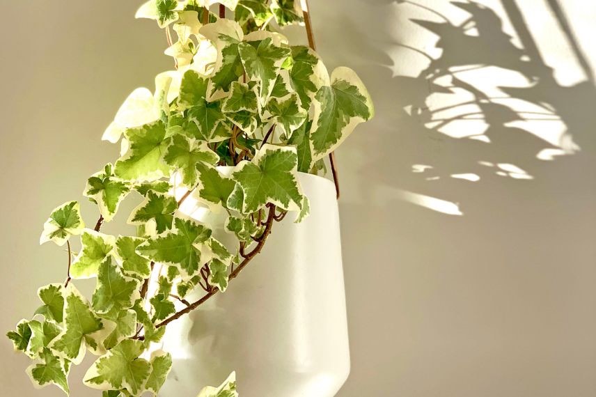 plantes salle de bain