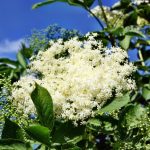 Comment faire de la limonade de fleurs de sureau ?