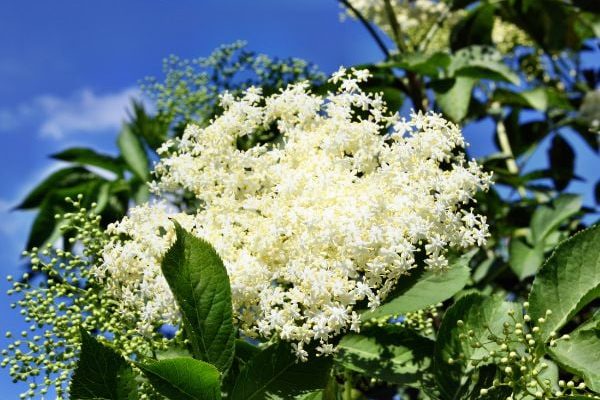 Comment faire de la limonade de fleurs de sureau ?