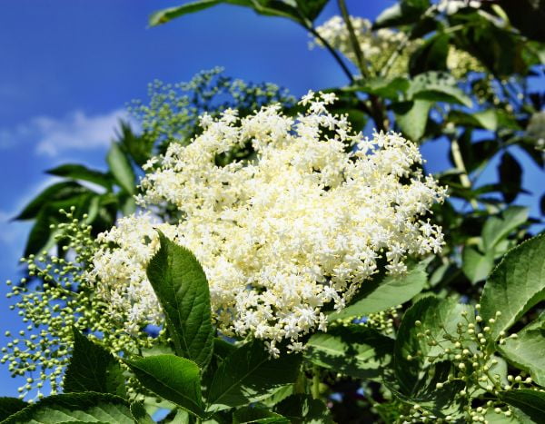 Comment faire de la limonade de fleurs de sureau ?