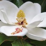 5 magnolias à floraison estivale