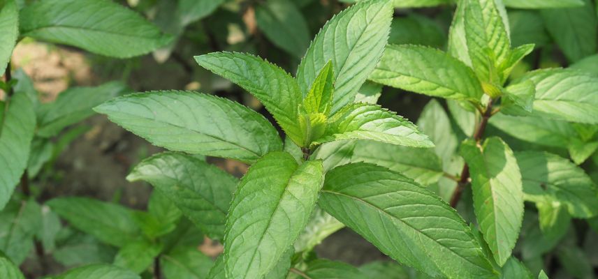 mentha piperata