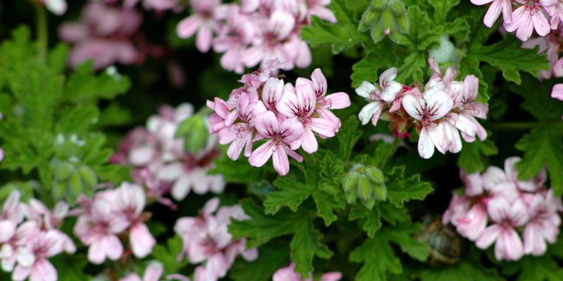 Comment tailler un Pelargonium ou Geranium