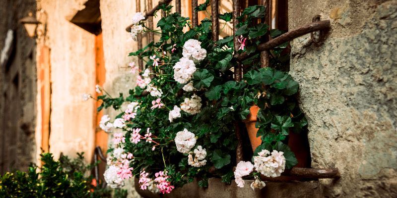 Comment tailler un Pelargonium ou Geranium