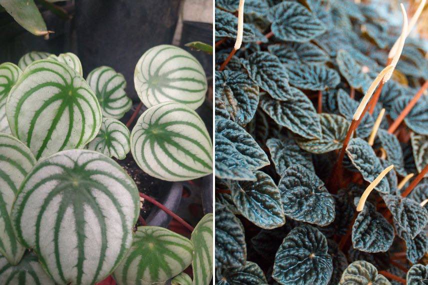 plantes salle de bain