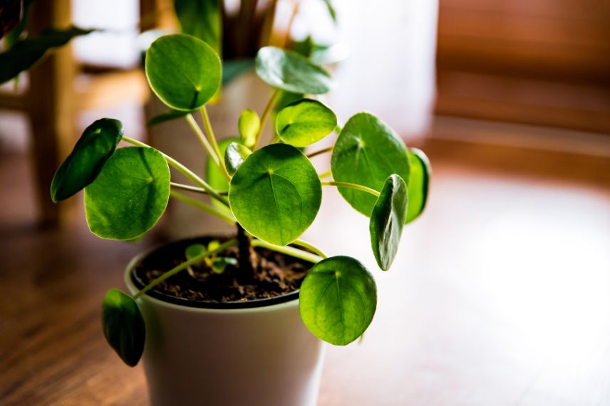 11 plantes d'intérieur parfaites dans la salle de bain - Promesse de Fleurs