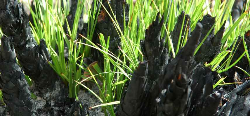 que planter apres un incendie, plantes resilientes, jardin resilient, comment gerer jardin apres un feu incendie