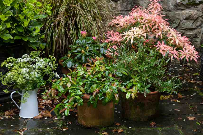 comment planter en pot, plantation en pot conseils, plantation sur balcon, plantation sur terrasse, plantation patio, plantation dans une cour, plante pot astuce