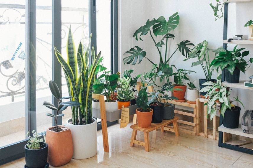 plantes d'appartement