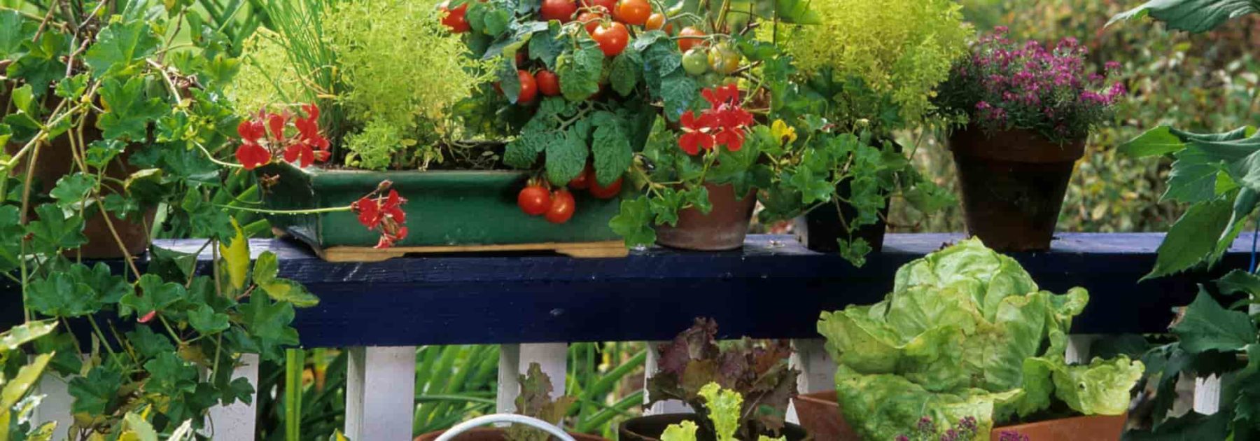 Potager d'intérieur : conseils et astuces – URBAN CUISINE