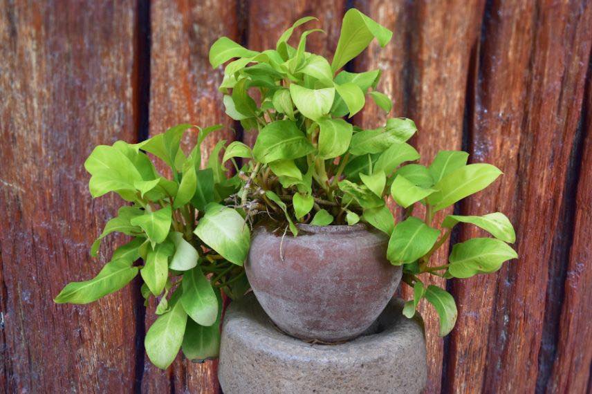 plantes salle de bain