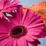 Comment protéger le Gerbera en hiver ?