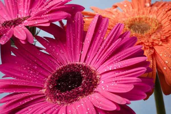 Comment protéger le Gerbera en hiver ?