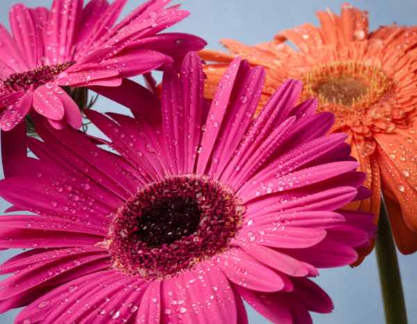 Comment protéger le Gerbera en hiver ?