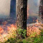 Que planter après un incendie ?