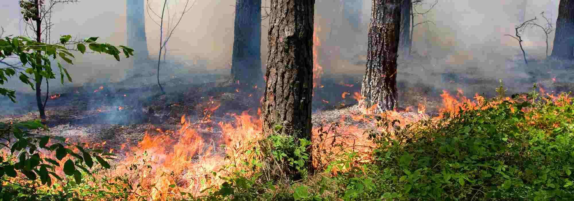 Que planter après un incendie ?