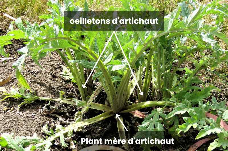 Multiplication de l'artichaut : bouturage ou semis ? - Jardins de France