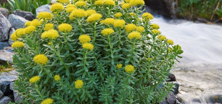 rhodiola rosea