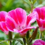 Comment semer le clarkia ?