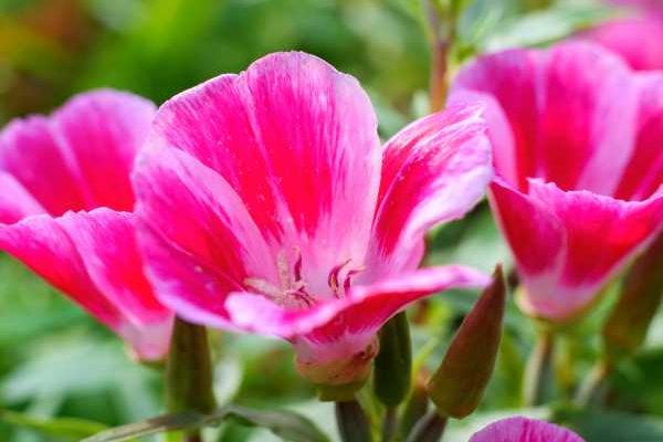 Comment semer le clarkia ?