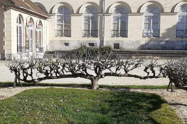 Comment former un pommier en cordon ?