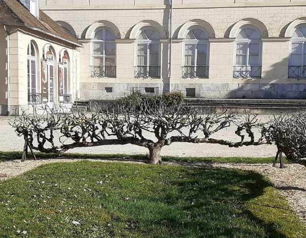 Comment former un pommier en cordon ?