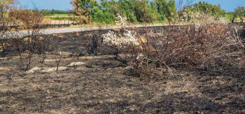 que planter apres un incendie, plantes resilientes, jardin resilient, comment gerer jardin apres un feu incendie