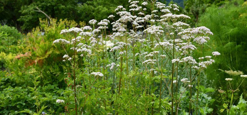 7 plantes médicinales pour avoir une belle peau - Promesse de Fleurs