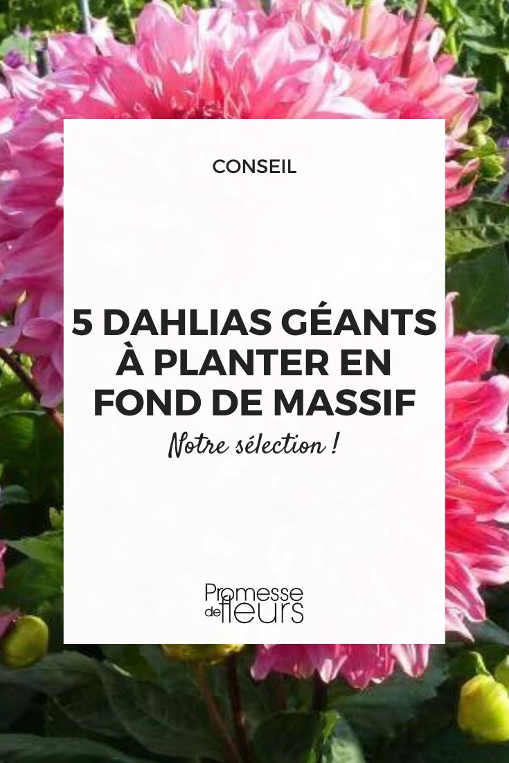 dahlia geant