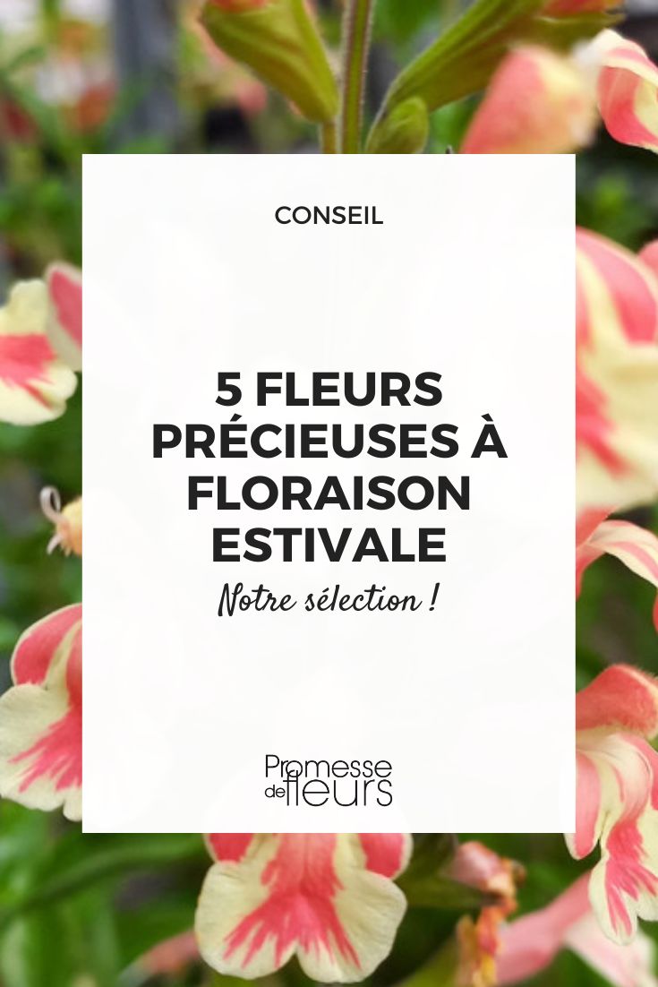 de belles fleurs estivales rares