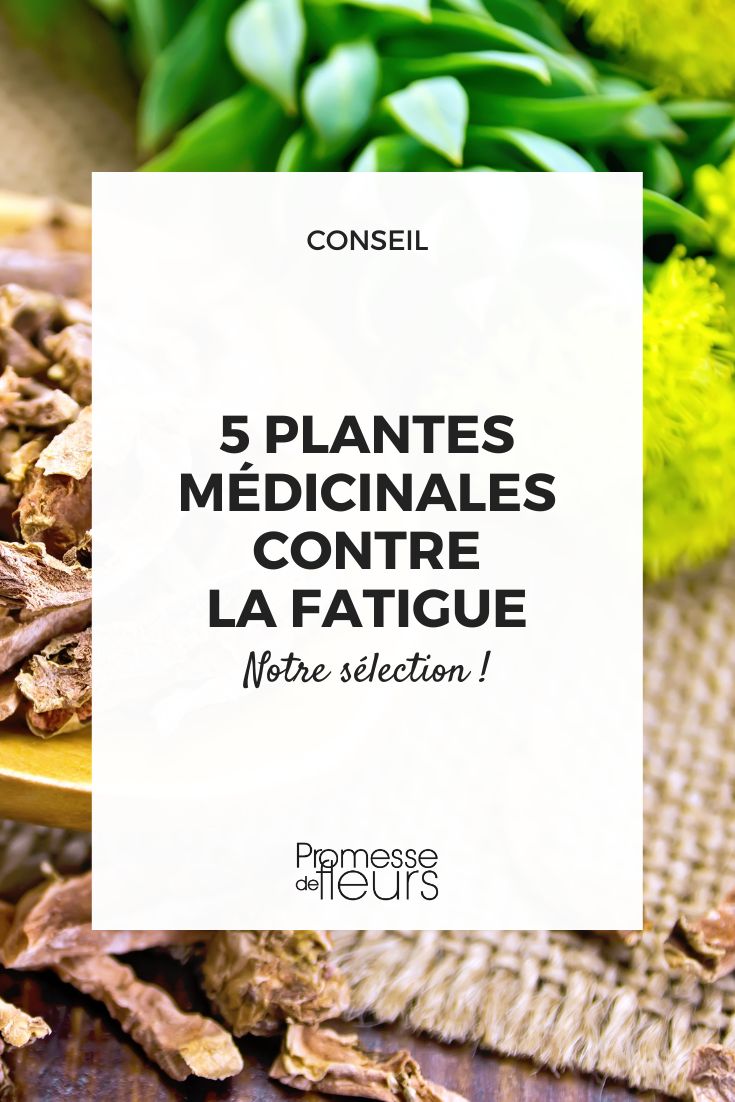 7 plantes médicinales pour avoir une belle peau - Promesse de Fleurs