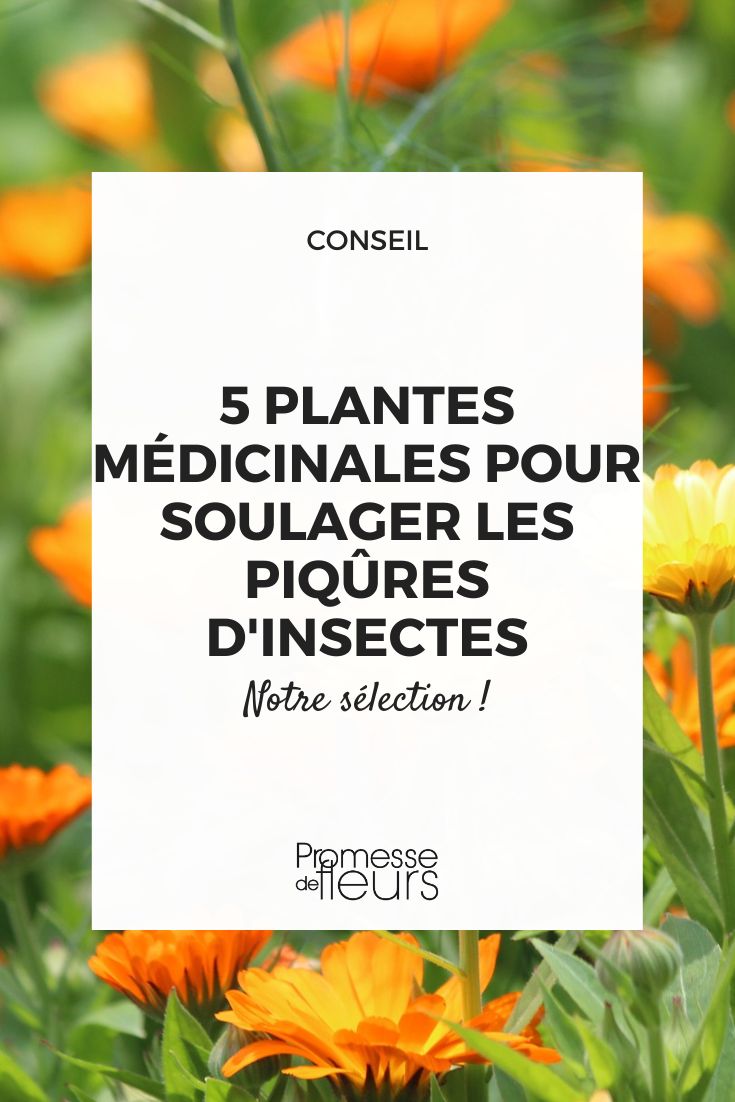 les plantes pour apaiser les piqûres