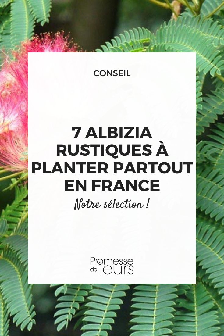 une sélection d'albizia rustiques