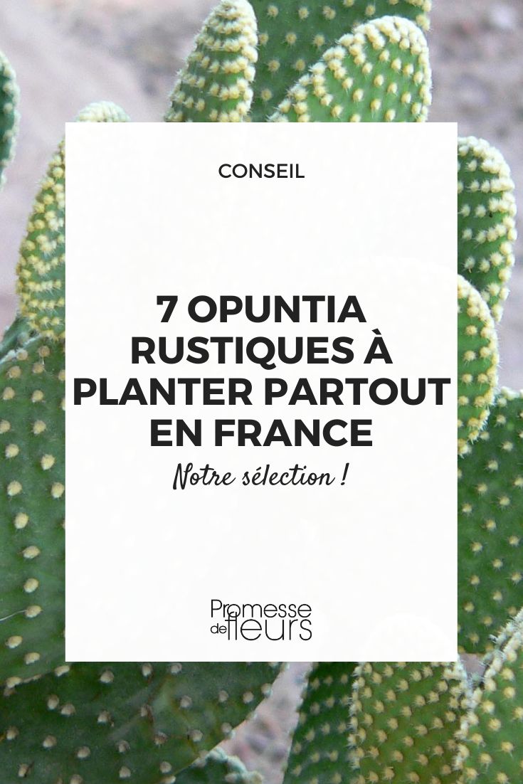 une sélection d'opuntia rustiques