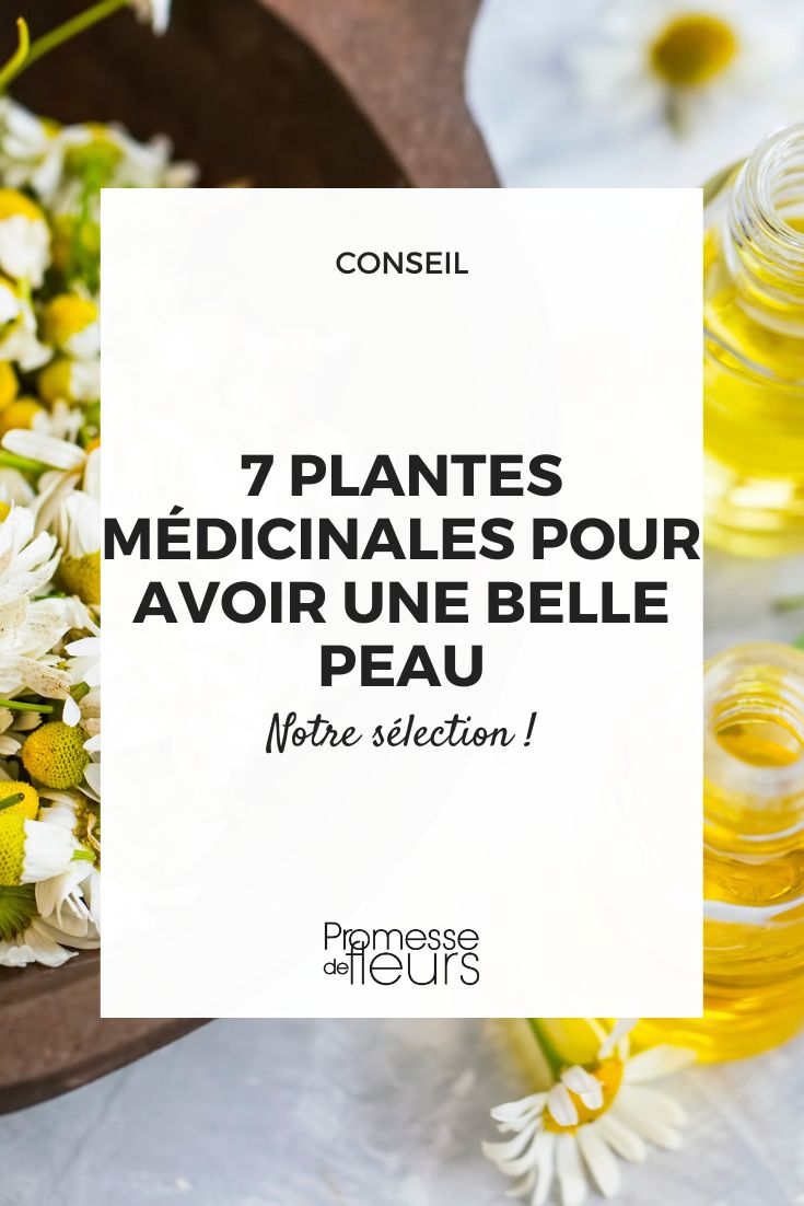 des plantes pour prendre soin de sa peau