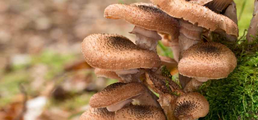 maladies parasites champignons catalpa