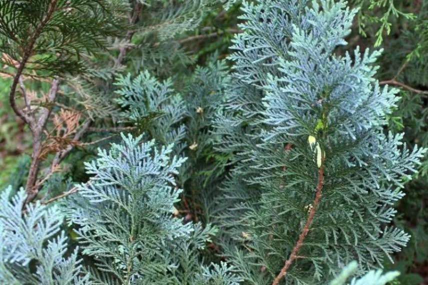 conifere, Chamaecyparis argenté