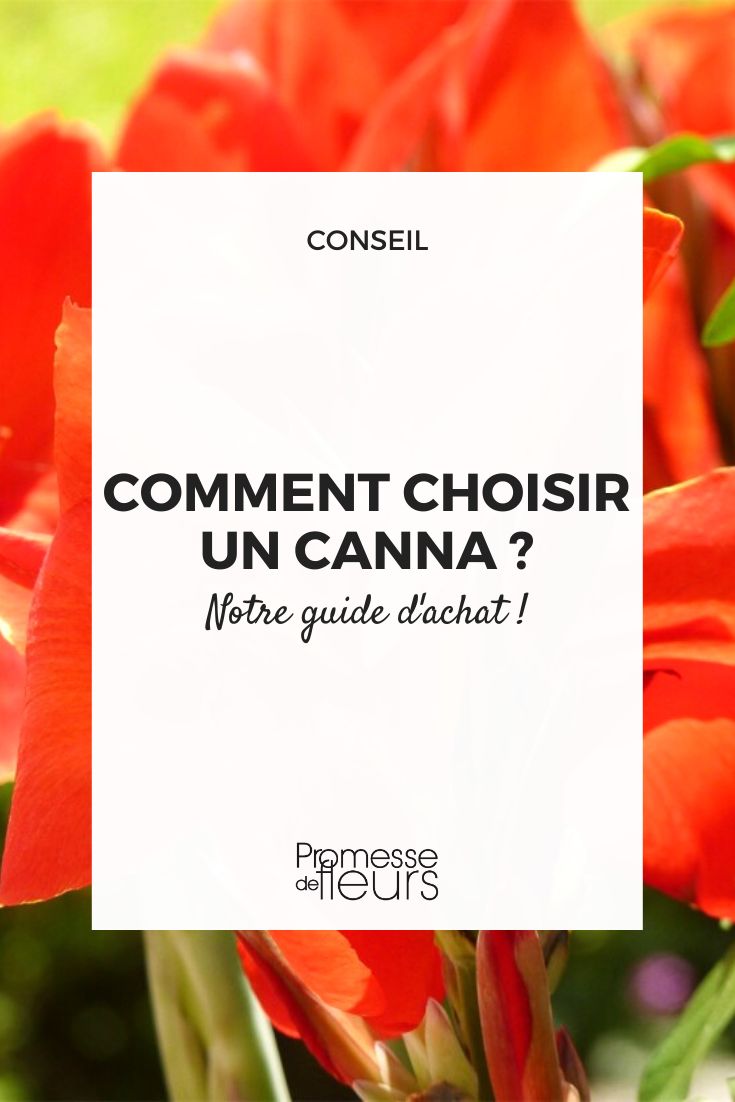 conseils pour choisir un canna