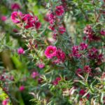 Comment multiplier le Leptospermum ?