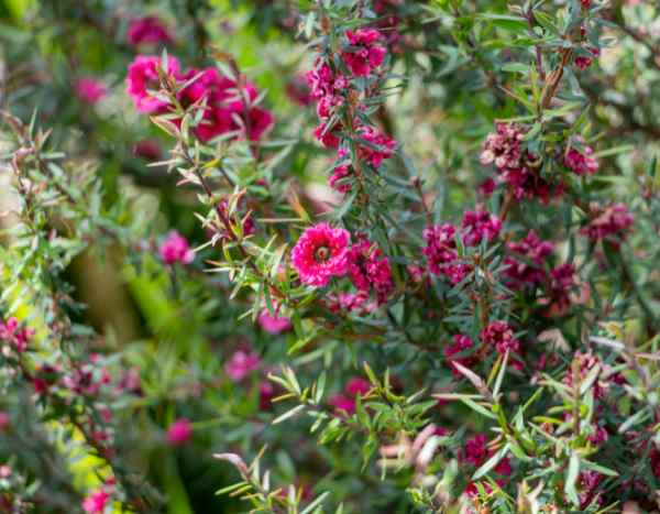 Comment multiplier le Leptospermum ?