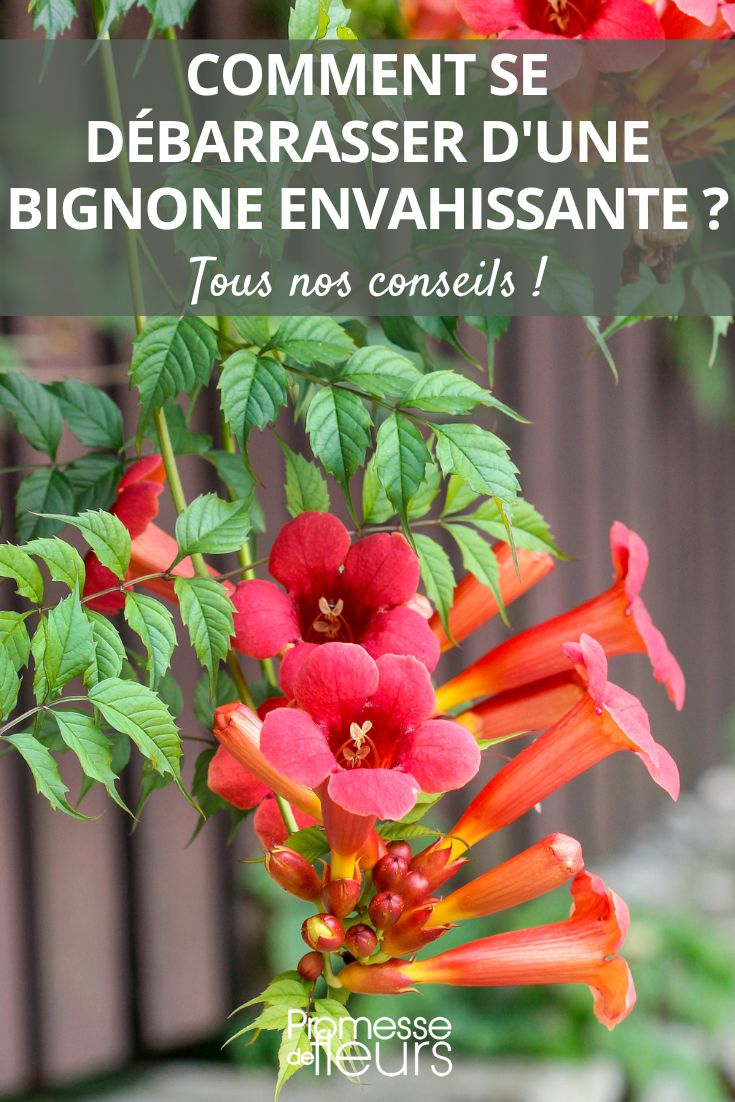 enlever une bignone