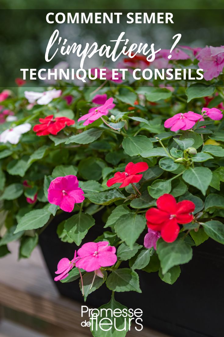 Semez ou laissez pousser des fleurs qui produisent des graines