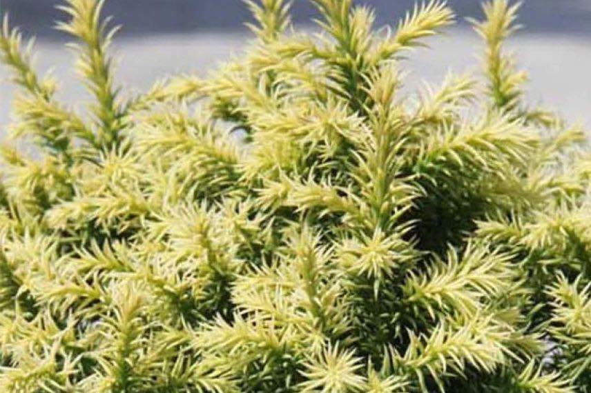 Cryptomeria